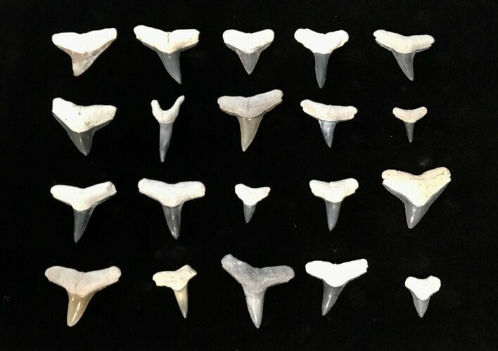 Clearance Lot: Bone Valley Fossil Shark Teeth - Pieces #215281